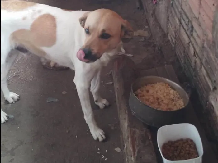 Cachorro ra a SRD-ViraLata idade 2 anos nome Revoada