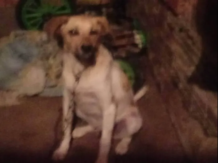 Cachorro ra a SRD-ViraLata idade 2 anos nome Revoada