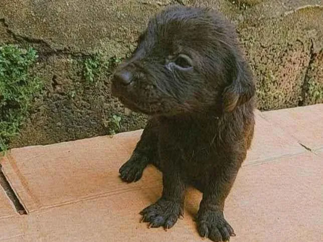 Cachorro ra a SRD-ViraLata idade Abaixo de 2 meses nome Chocolate