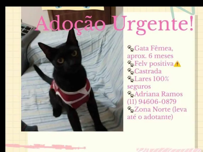 Gato ra a SRD-ViraLata idade 2 a 6 meses nome Salem