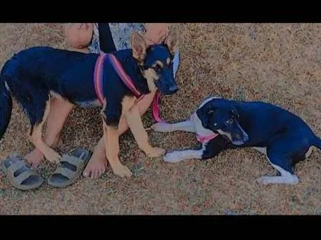 Cachorro ra a Pastor Alemão e fêmea ração indefinida  idade 1 ano nome Zimba e kyara