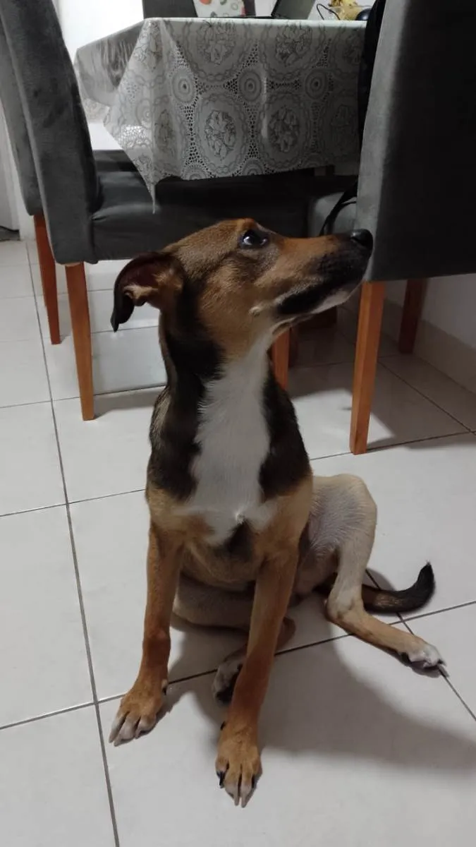 Cachorro ra a SRD-ViraLata idade 1 ano nome Marley