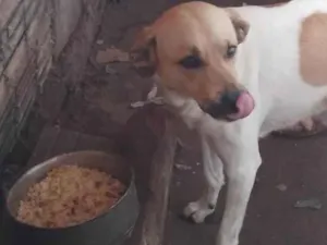 Cachorro raça SRD-ViraLata idade 2 anos nome Revoada