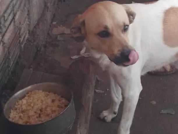 Cachorro ra a SRD-ViraLata idade 2 anos nome Revoada