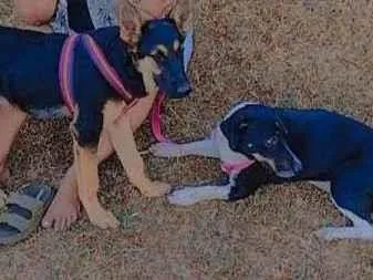 Cachorro ra a Pastor Alemão e fêmea ração indefinida  idade 1 ano nome Zimba e kyara
