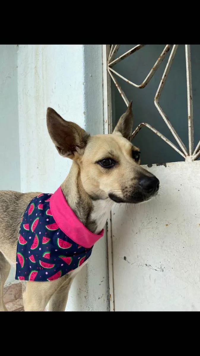 Cachorro ra a SRD-ViraLata idade 1 ano nome Belinha