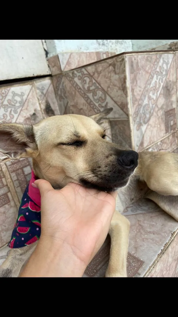 Cachorro ra a SRD-ViraLata idade 1 ano nome Belinha