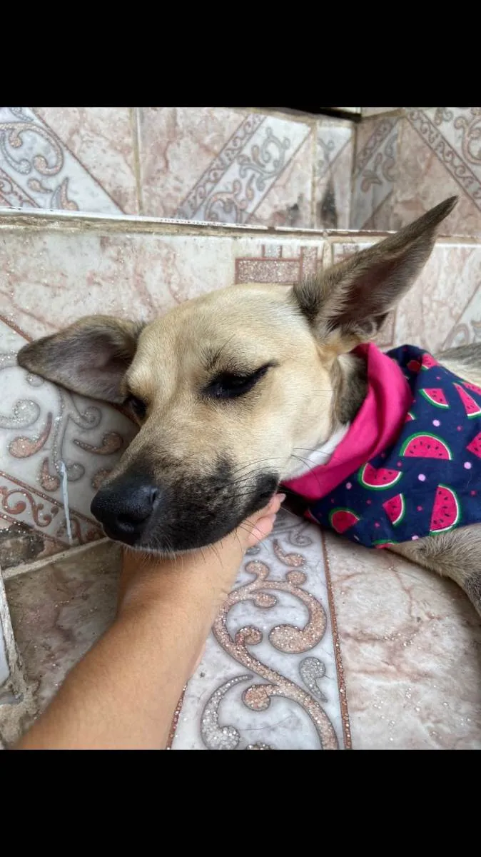 Cachorro ra a SRD-ViraLata idade 1 ano nome Belinha
