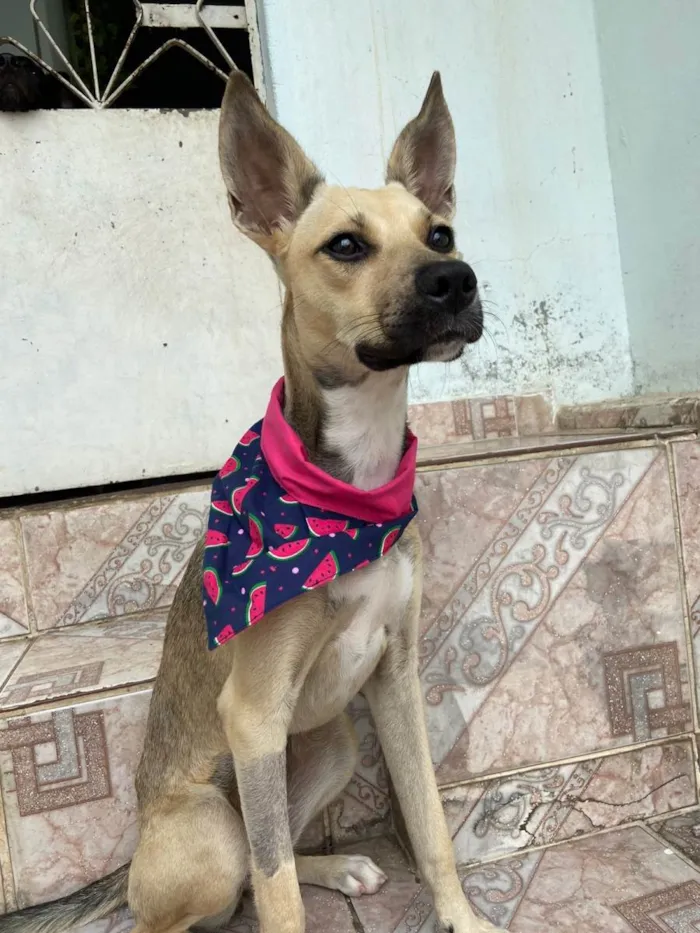Cachorro ra a SRD-ViraLata idade 1 ano nome Belinha