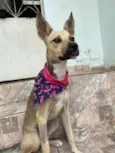 Belinha