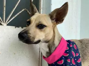 Cachorro raça SRD-ViraLata idade 1 ano nome Belinha