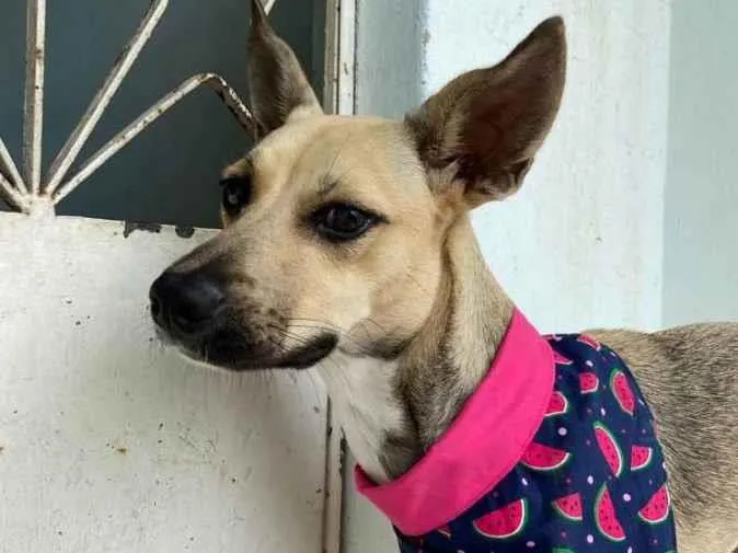 Cachorro ra a SRD-ViraLata idade 1 ano nome Belinha