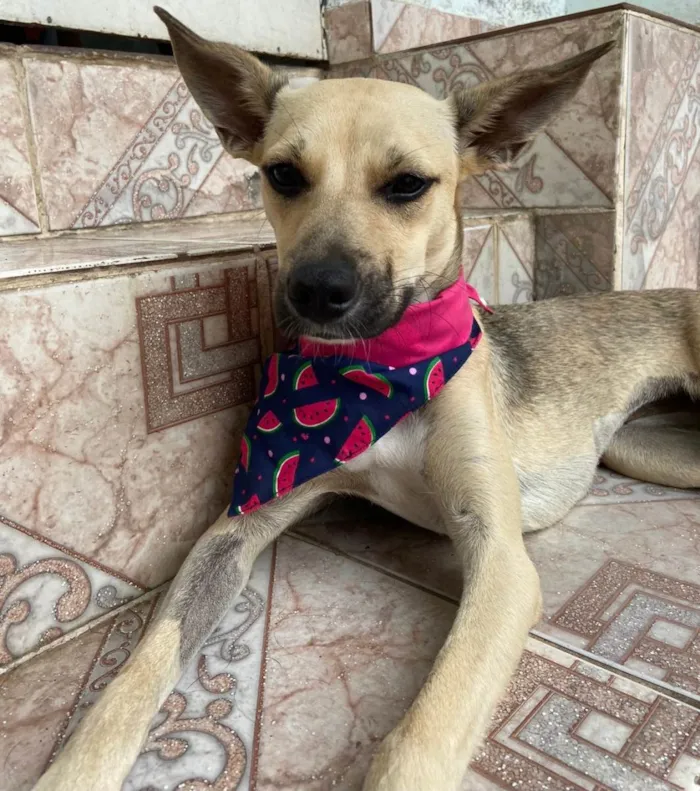 Cachorro ra a SRD-ViraLata idade 1 ano nome Belinha