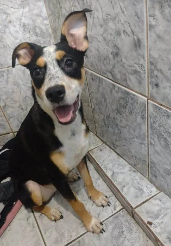 Cachorro ra a SRD-ViraLata idade 7 a 11 meses nome Nina