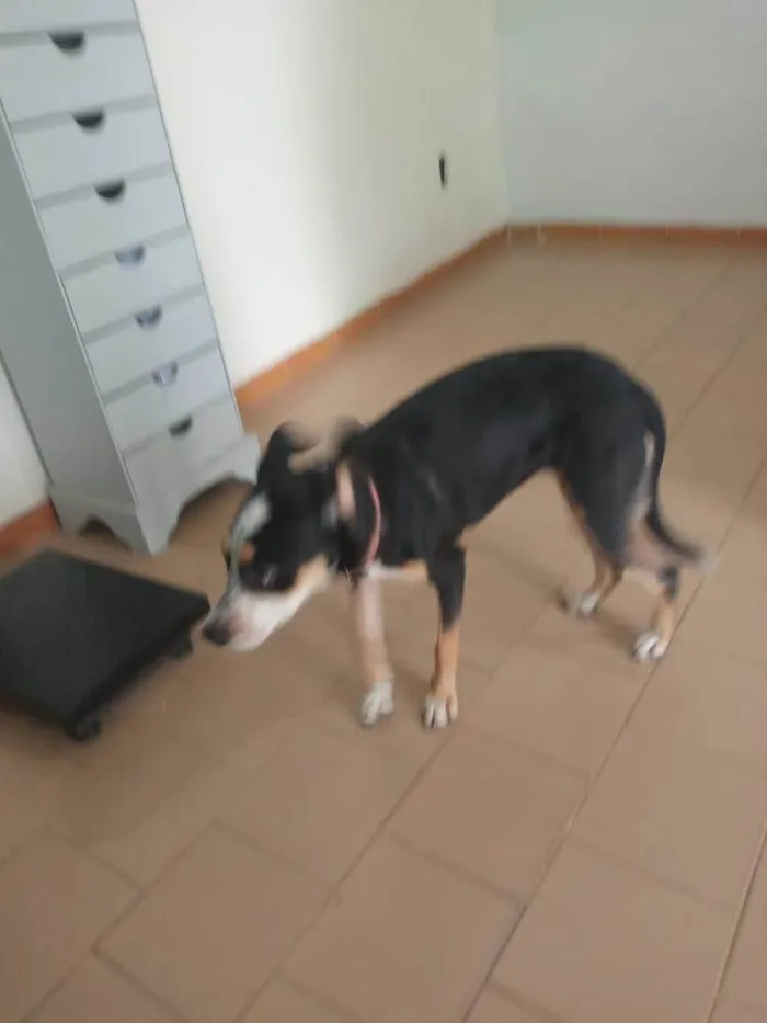 Cachorro ra a SRD-ViraLata idade 7 a 11 meses nome Nina