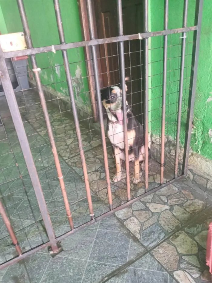 Cachorro ra a SRD-ViraLata idade 7 a 11 meses nome Nina