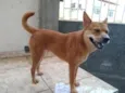 Miucha 
