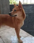 Miucha 