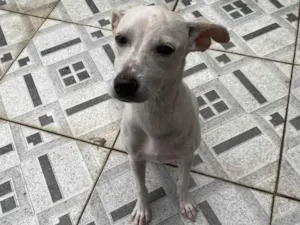 Cachorro raça SRD-ViraLata idade 2 a 6 meses nome Chloe