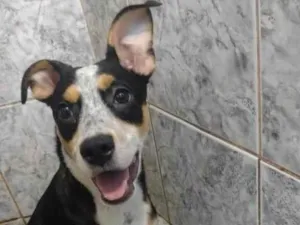 Cachorro raça SRD-ViraLata idade 7 a 11 meses nome Nina