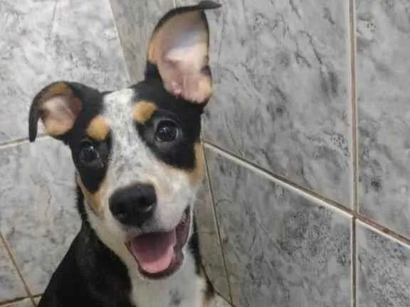 Cachorro ra a SRD-ViraLata idade 7 a 11 meses nome Nina