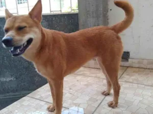 Cachorro raça Mix chow chow idade 4 anos nome Miucha 