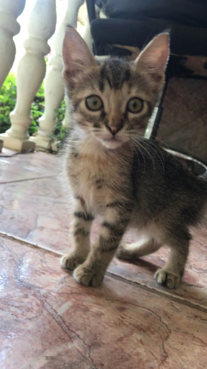 Gato ra a SRD-ViraLata idade 2 a 6 meses nome Beta