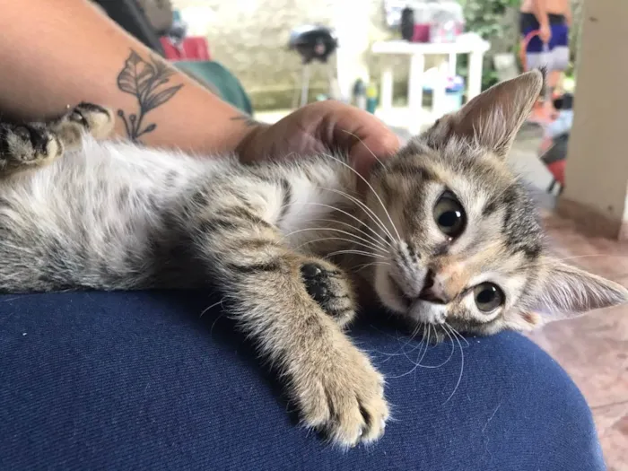 Gato ra a SRD-ViraLata idade 2 a 6 meses nome Beta