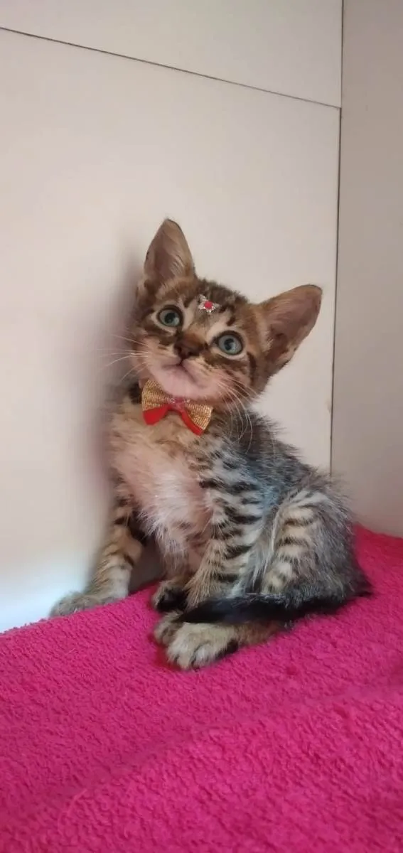 Gato raça SRD-ViraLata idade Abaixo de 2 meses nome Bella