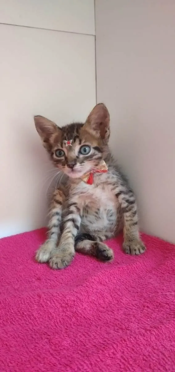 Gato raça SRD-ViraLata idade Abaixo de 2 meses nome Bella