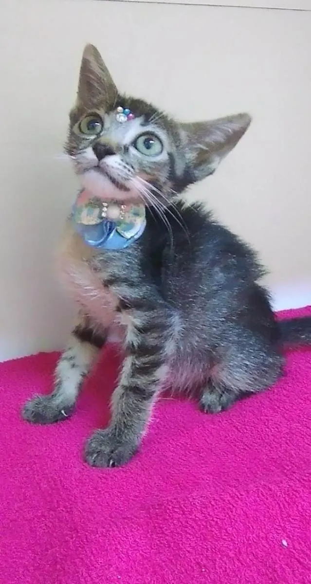 Gato raça SRD-ViraLata idade Abaixo de 2 meses nome Duda