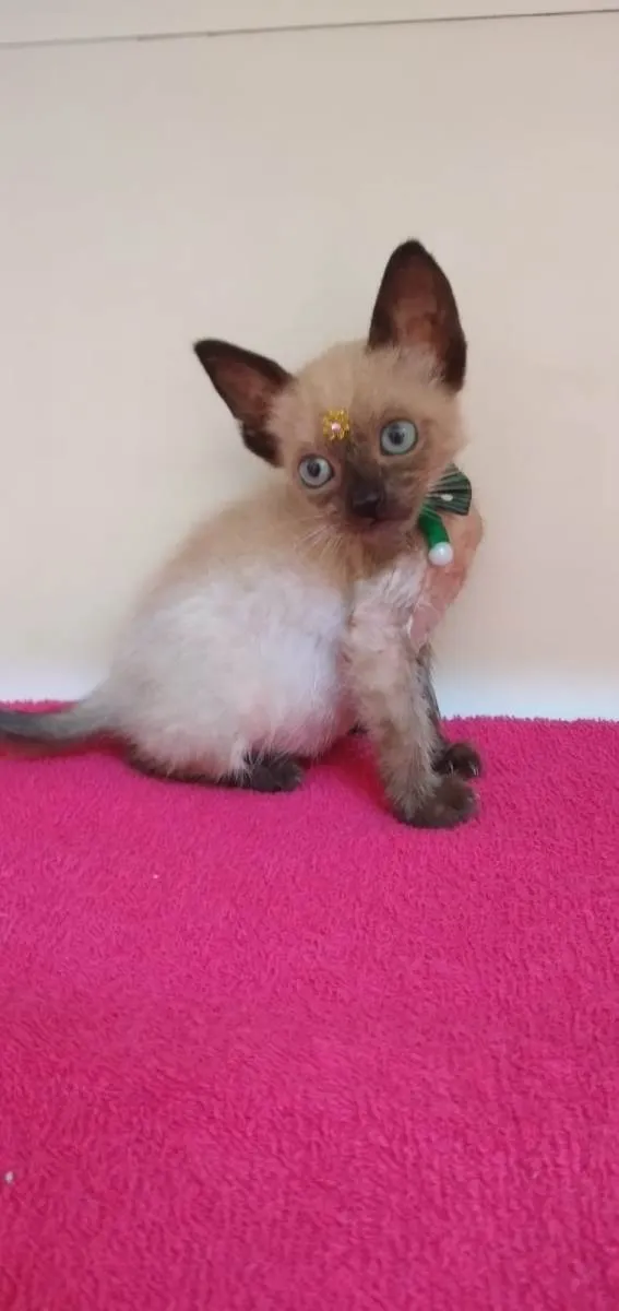 Gato raça SRD-ViraLata idade Abaixo de 2 meses nome Lori