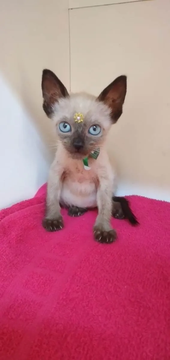 Gato raça SRD-ViraLata idade Abaixo de 2 meses nome Lori