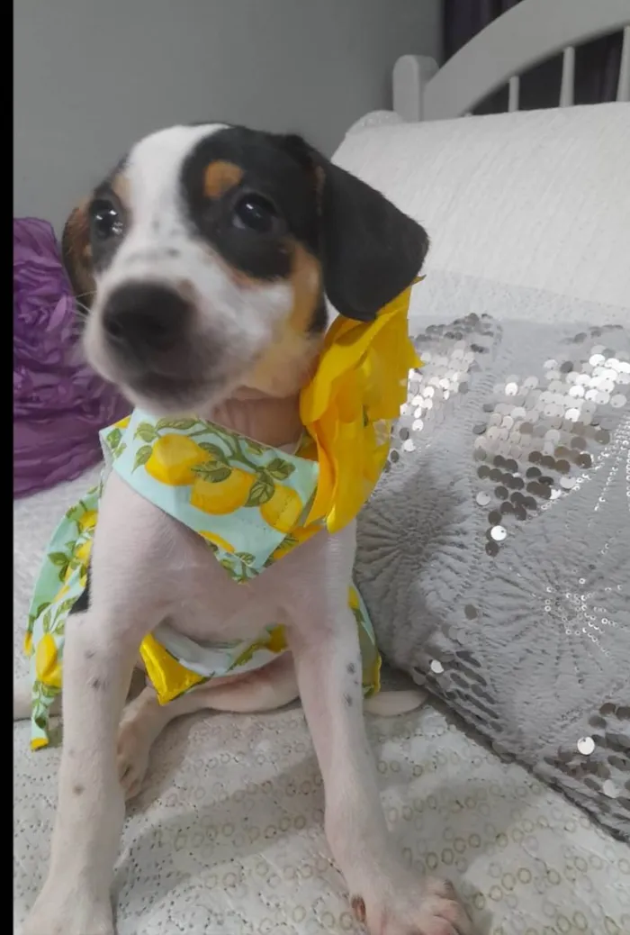 Cachorro ra a SRD-ViraLata idade 2 a 6 meses nome Filhotes 2 neses castradas