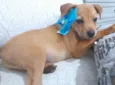 Filhotes 2 neses castradas