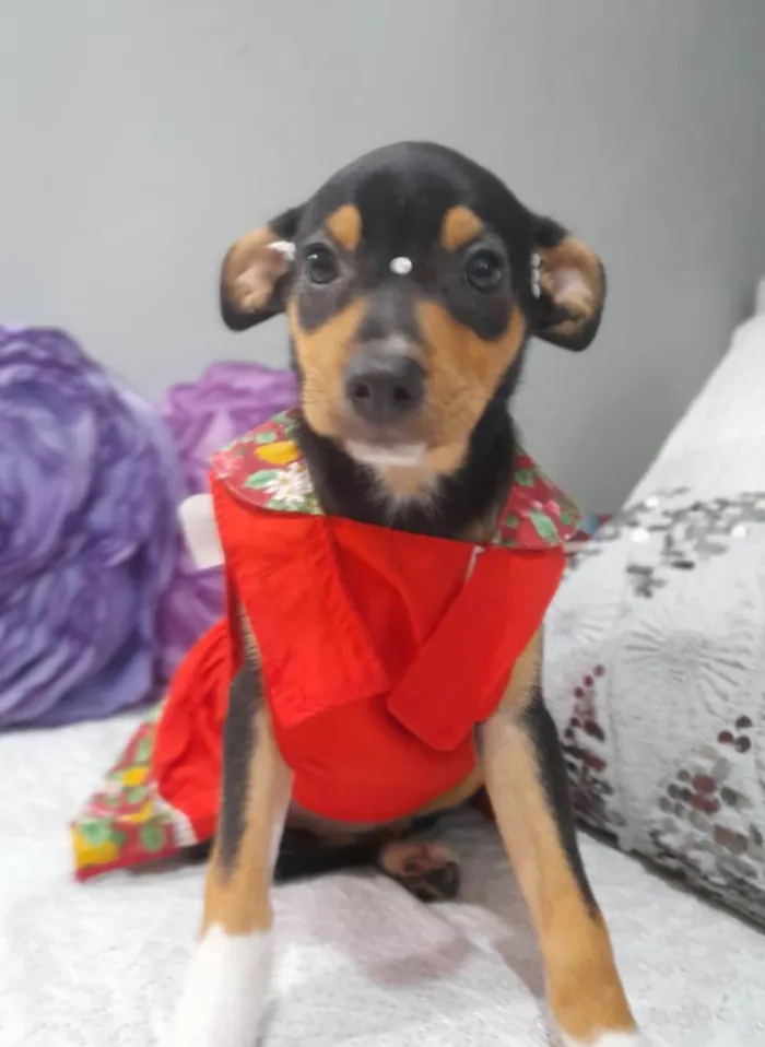 Cachorro ra a SRD-ViraLata idade 2 a 6 meses nome Filhotes 2 neses castradas