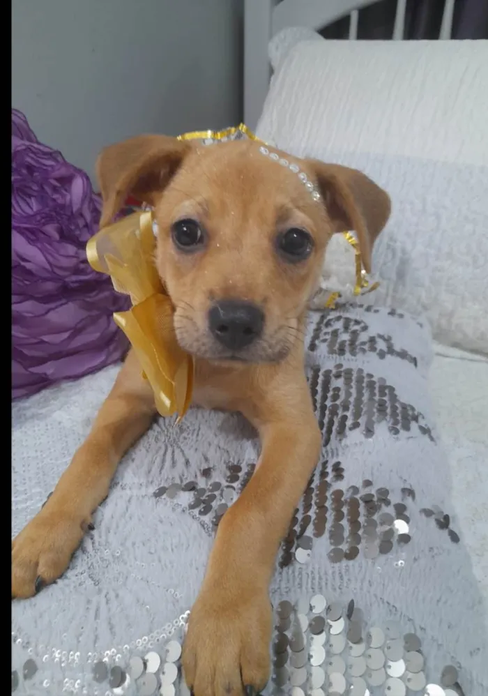 Cachorro ra a SRD-ViraLata idade 2 a 6 meses nome Filhotes 2 neses castradas