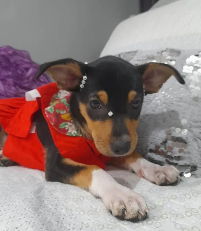 Cachorro ra a SRD-ViraLata idade 2 a 6 meses nome Filhotes 2 neses castradas