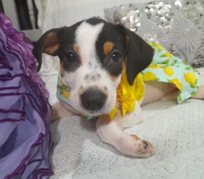 Cachorro ra a SRD-ViraLata idade 2 a 6 meses nome Filhotes 2 neses castradas