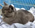 Gato raça SRD-ViraLata idade 2 anos nome BIA BLUE