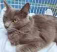 Gato raça SRD-ViraLata idade 2 anos nome BIA BLUE