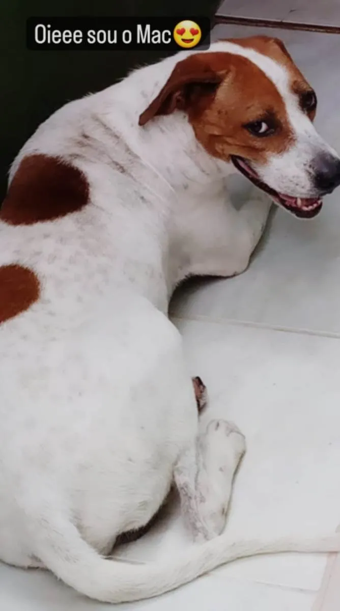Cachorro ra a SRD-ViraLata idade 1 ano nome MAC