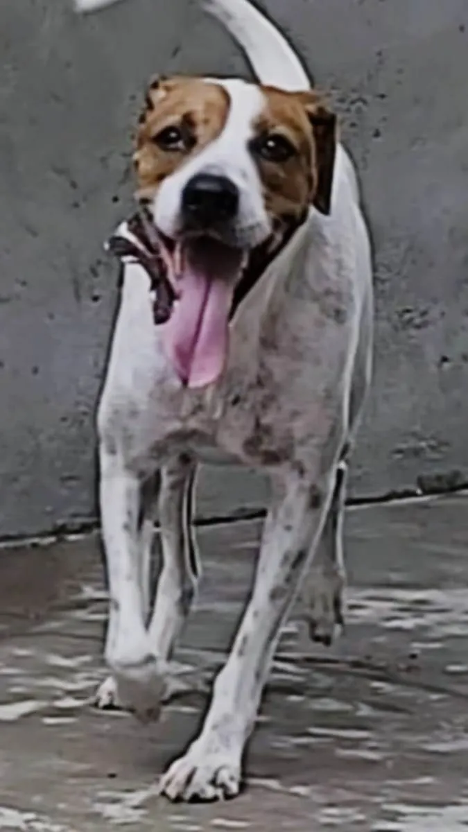 Cachorro ra a SRD-ViraLata idade 1 ano nome MAC