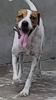 MAC