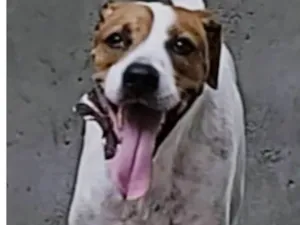 Cachorro raça SRD-ViraLata idade 1 ano nome MAC