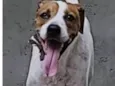 MAC