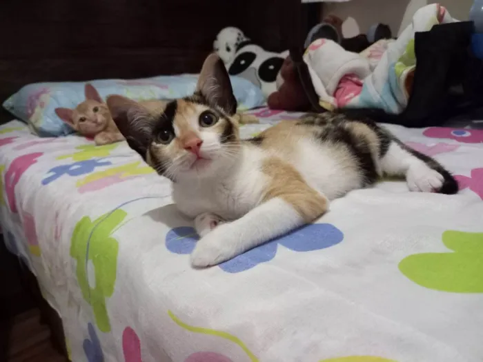 Gato raça SRD-ViraLata idade 2 a 6 meses nome Enid