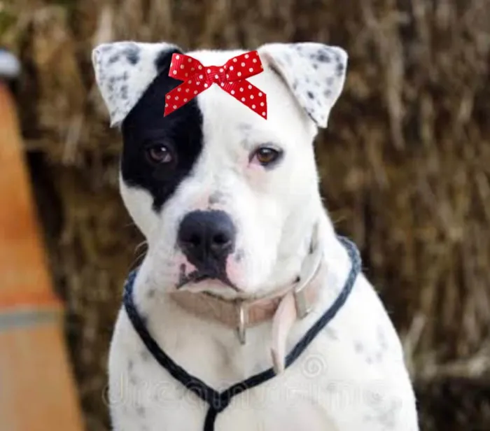 Cachorro ra a Mestica  idade 1 ano nome Gaia 