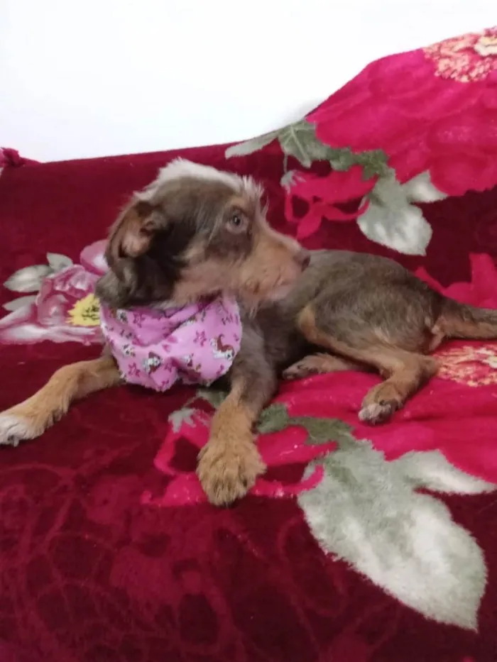 Cachorro ra a SRD-ViraLata idade 1 ano nome Flor