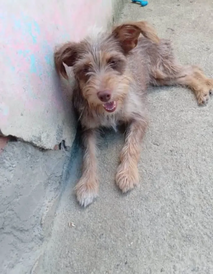 Cachorro ra a SRD-ViraLata idade 1 ano nome Flor